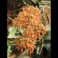 Aloe reynoldsii (fam Asphodelacees) (Afr. du sud) (1)